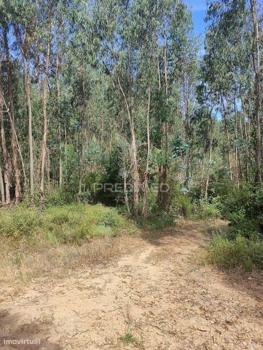 Terreno Rústico - Asseiceira, Tomar