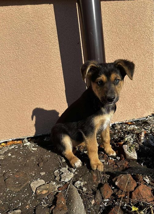 Цуценята в добрі руки метис вівчарки