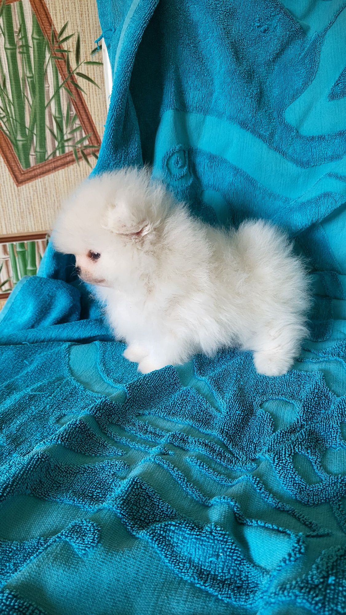Шпиц мини  девочка