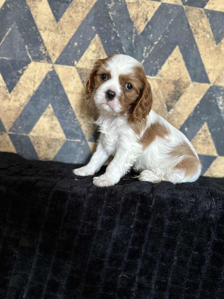 Suczka rasy Cavalier King Charles Spaniel