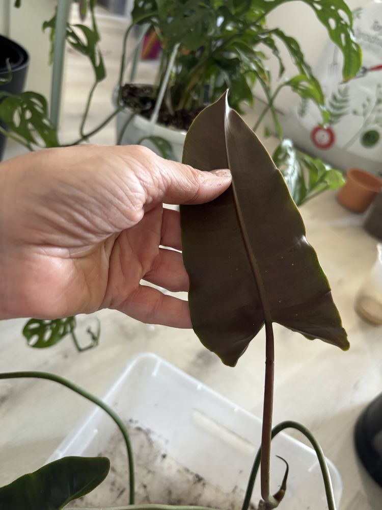 Philodendron billietiae x atabapoense filodendron