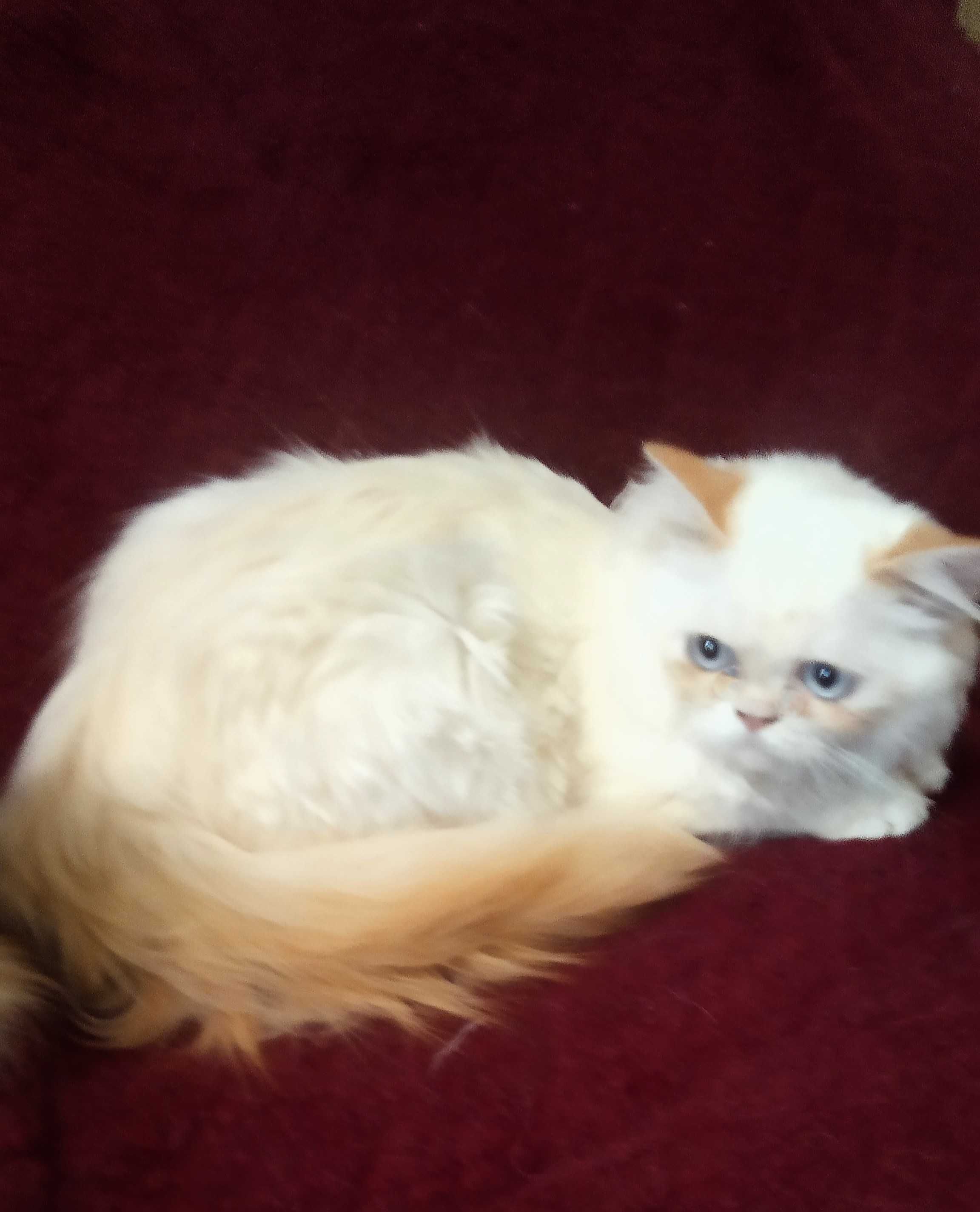 Синьоокий хлопчик