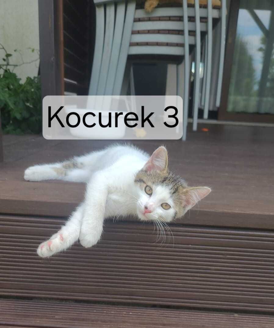 Kocurka oddam w dobre ręce