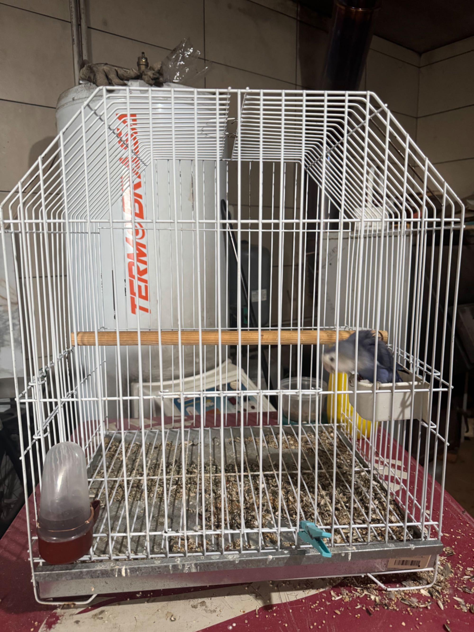 Agaporni domesticado, gaiola e comedouros