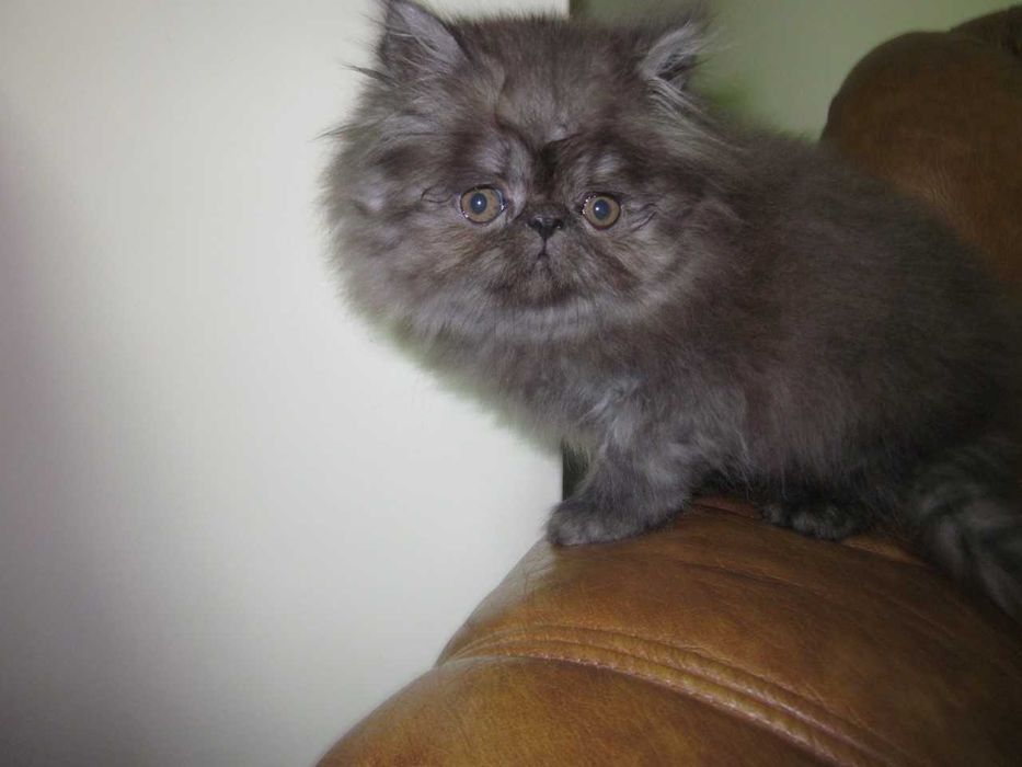 Gatinha persa Uma perfeição