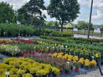 Krzewy Drzewa Bonsai Byliny