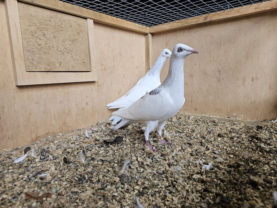 Gołębie perłowe...