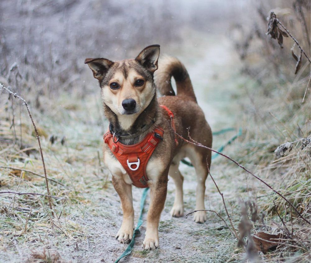 Melon – cichutki, kochany maluszek szuka spokojnego domu. Adopcja