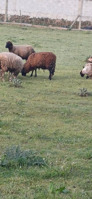 Vendo rebanho de ovelhas.. femeas cheias