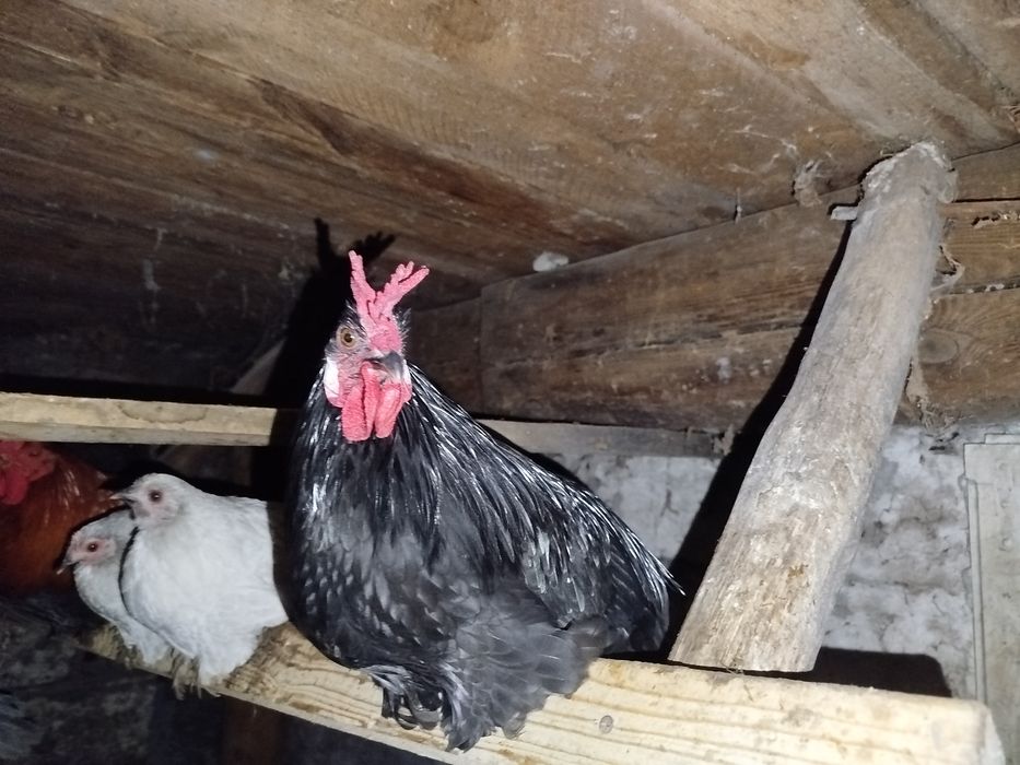 Kogut karzełek tegoroczny