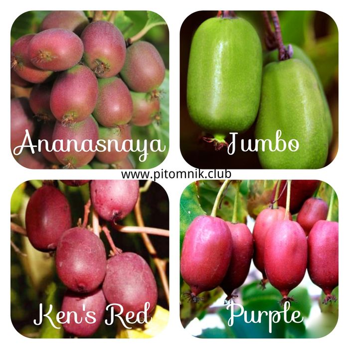 Саджанці 2х и 3х річної актинидії гурт, роздріб з розсадника контейнер