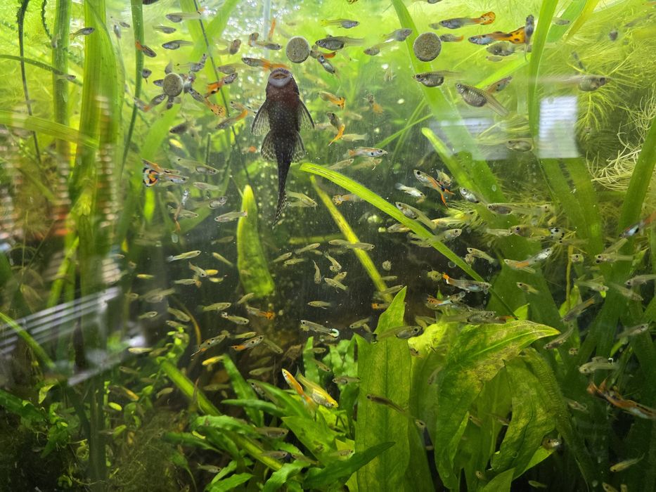 Gupiki z własnej hodowli amatorskiej