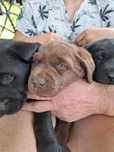 Witam mam do oddania pieski labrador w dobre rece