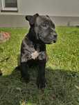 Amstaff American Staffordshire Czarne Suczki