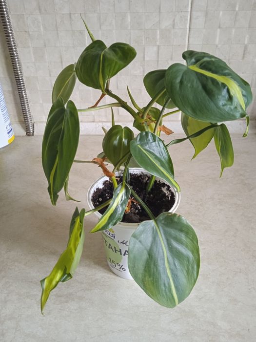 Філодендрон Бразил.