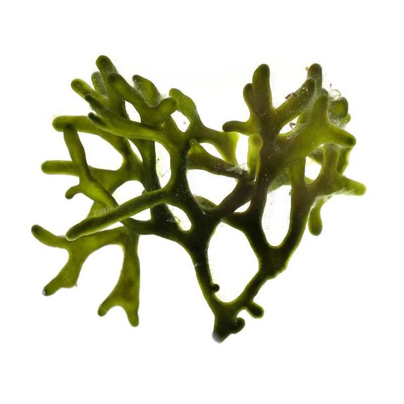 Makroglon Codium fragile Akwarium Morskie