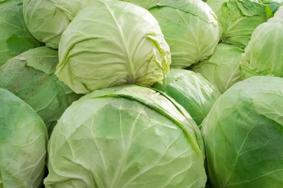 Kapusta szatkowana - od rolnika