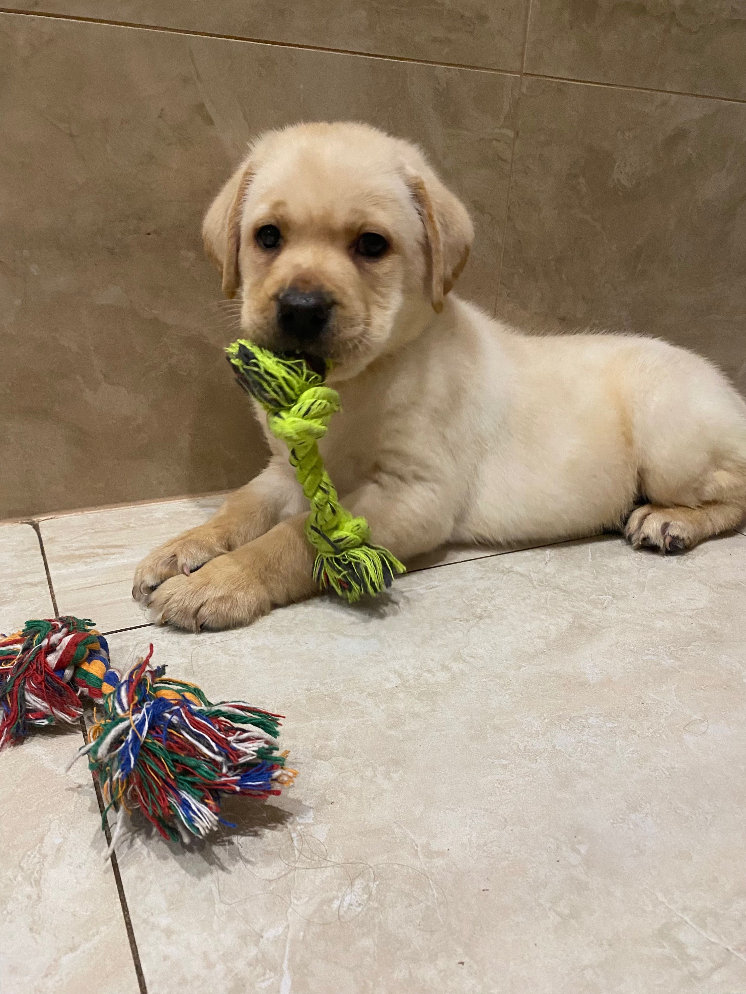 Labrador biszkoptowy