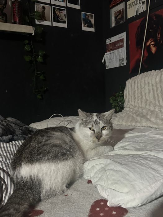 ODDAM kocurka pilnie