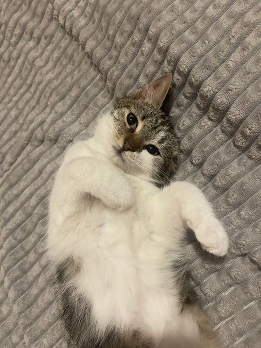 Срочно ишет дом