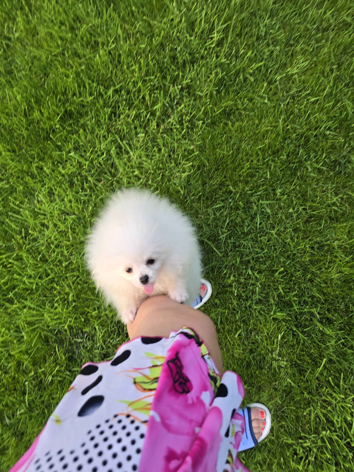 Pomeranian bialy mis boo przepiekny  FCI