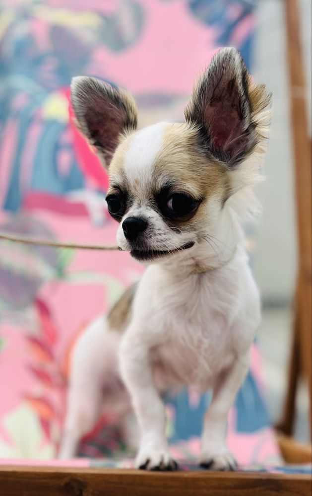 Chihuahua Macho Muito pequenino