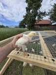 Brojlery Ross 308 – chów pastwiskowy, bez GMO, na naturalnych paszach!