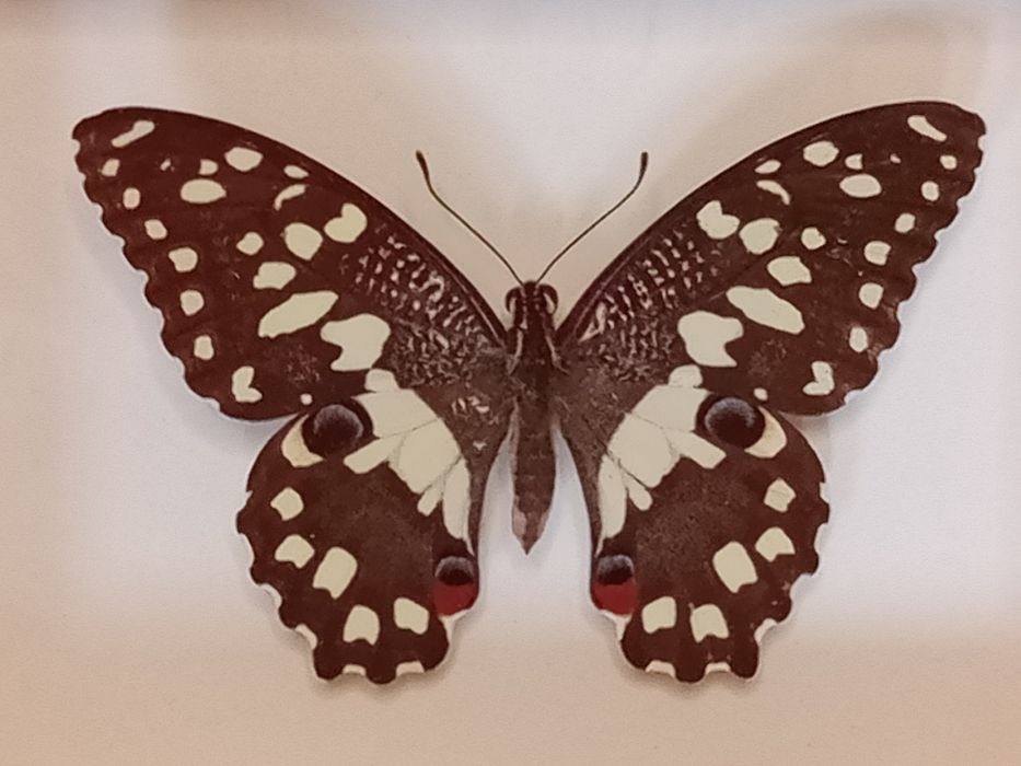 Motyl w ramce 12x10 cm . Papilio demoleus .