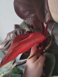 filodendron imperial red szczyt