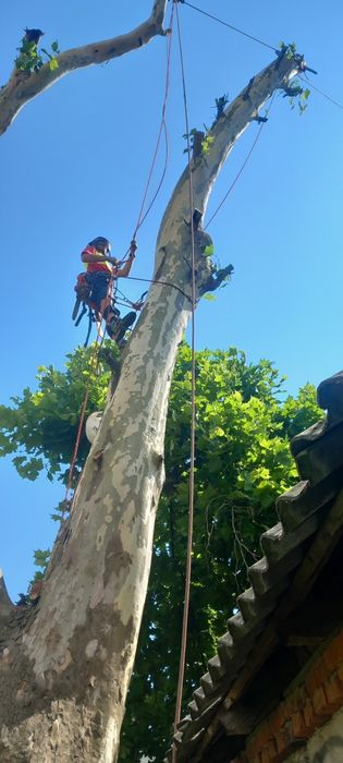 Видалення дерев арбористика, вирубка, спил, спилювання, валка