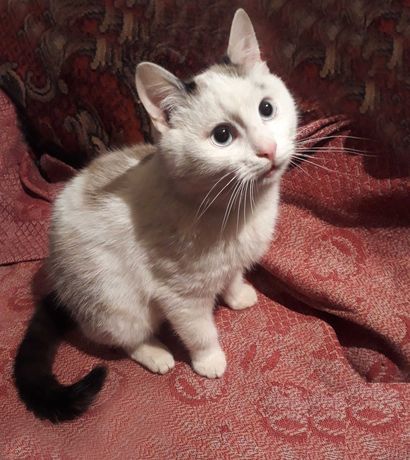 Красивый белый кот в добрые руки)