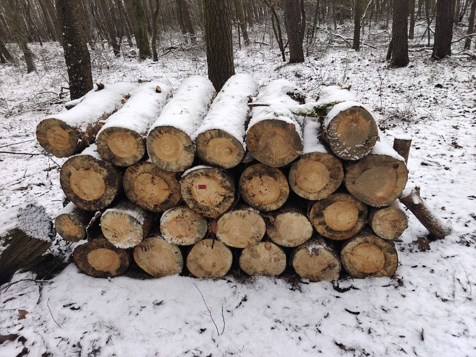 Drewno przesuszone opałowe  sosna