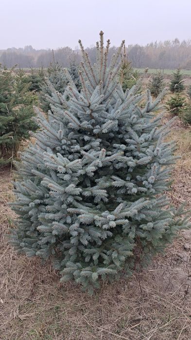 Choinki Bożonarodzeniowe - przyjdz sam wybierz