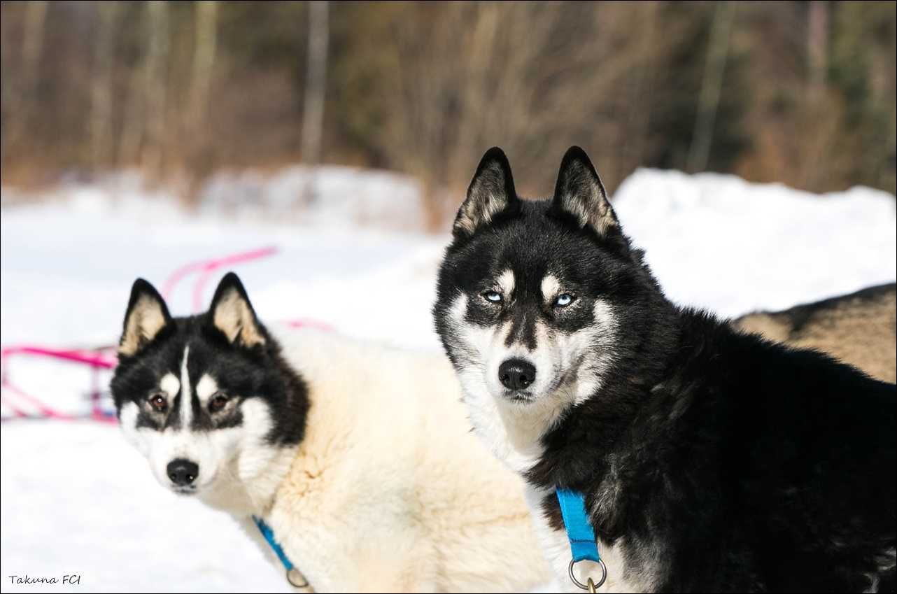 Siberian Husky WENA czarna piękność do kochania i biegania