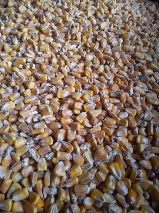 Kukurydza sucha ziarno