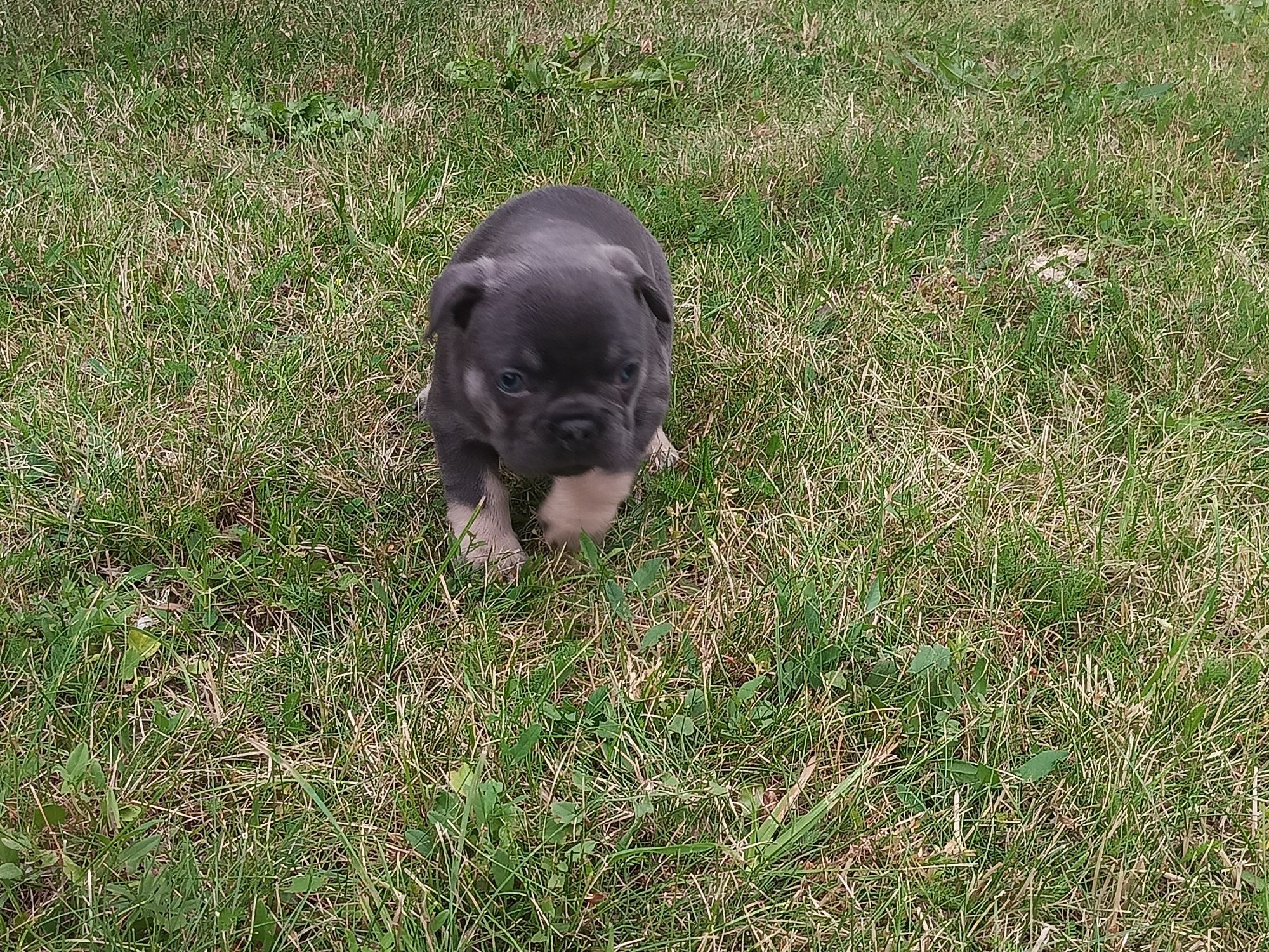 Buldog francuski piesek