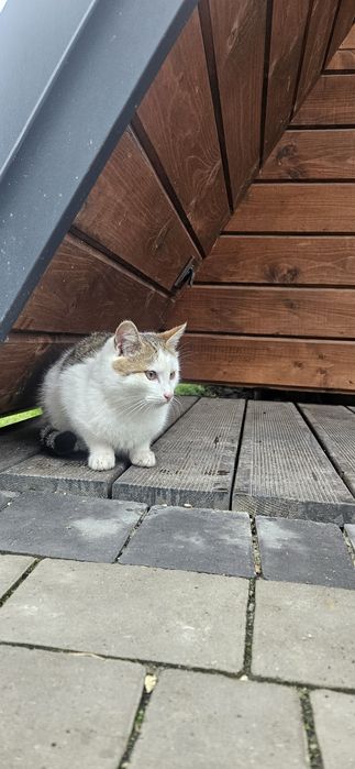 Кошенята в добрі руки