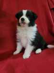 Border collie z metryką Fci