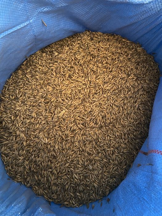 Owies workowany 30zl za worek