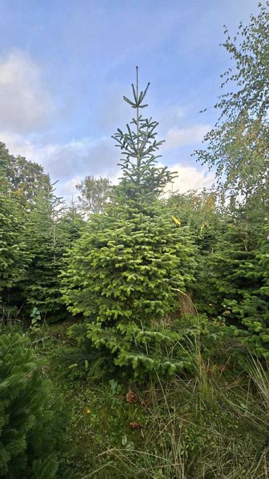 jodła kaukaska 1.70-2.50 świerki choinki