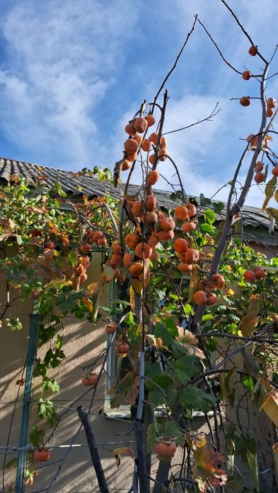 Хурма саджанці. Комплект 3 шт. Морозостійкі. Солодкі .
