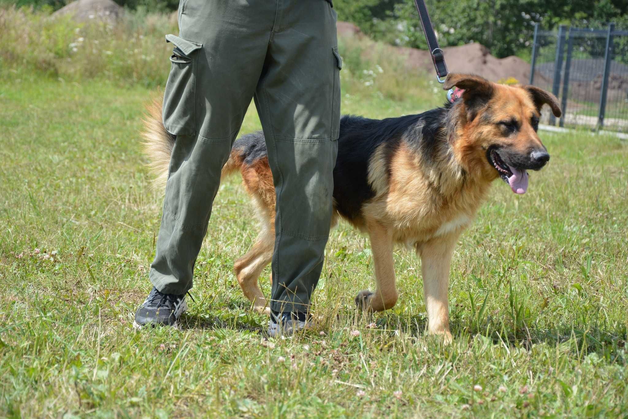 Remus - piękny pies w typie owczarka niemieckiego szuka domu