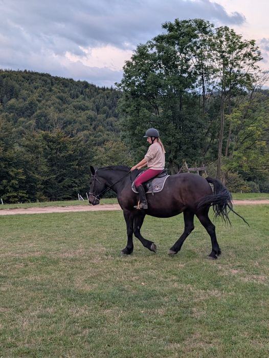 Klacz zimnokrwista w lekkim typie,  6 letnia ,