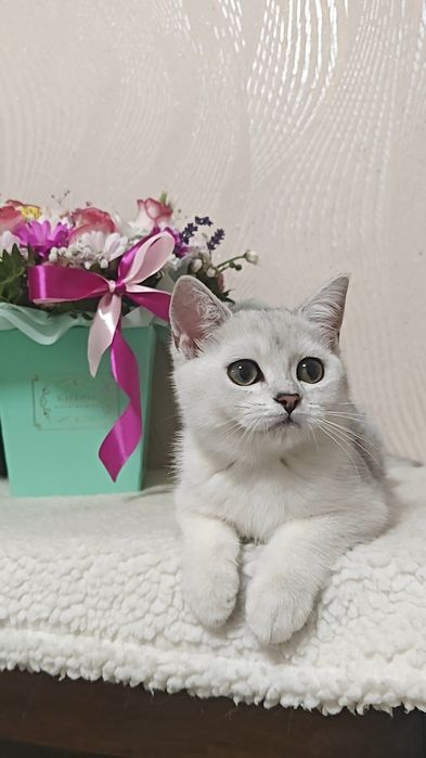 Девочка и мальчик серебристые шиншиллы