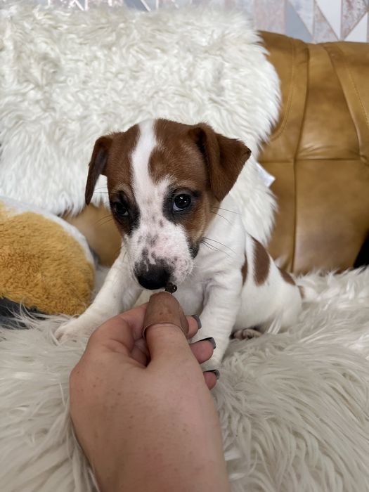 Jack Russell Terrier szczeniak - pies