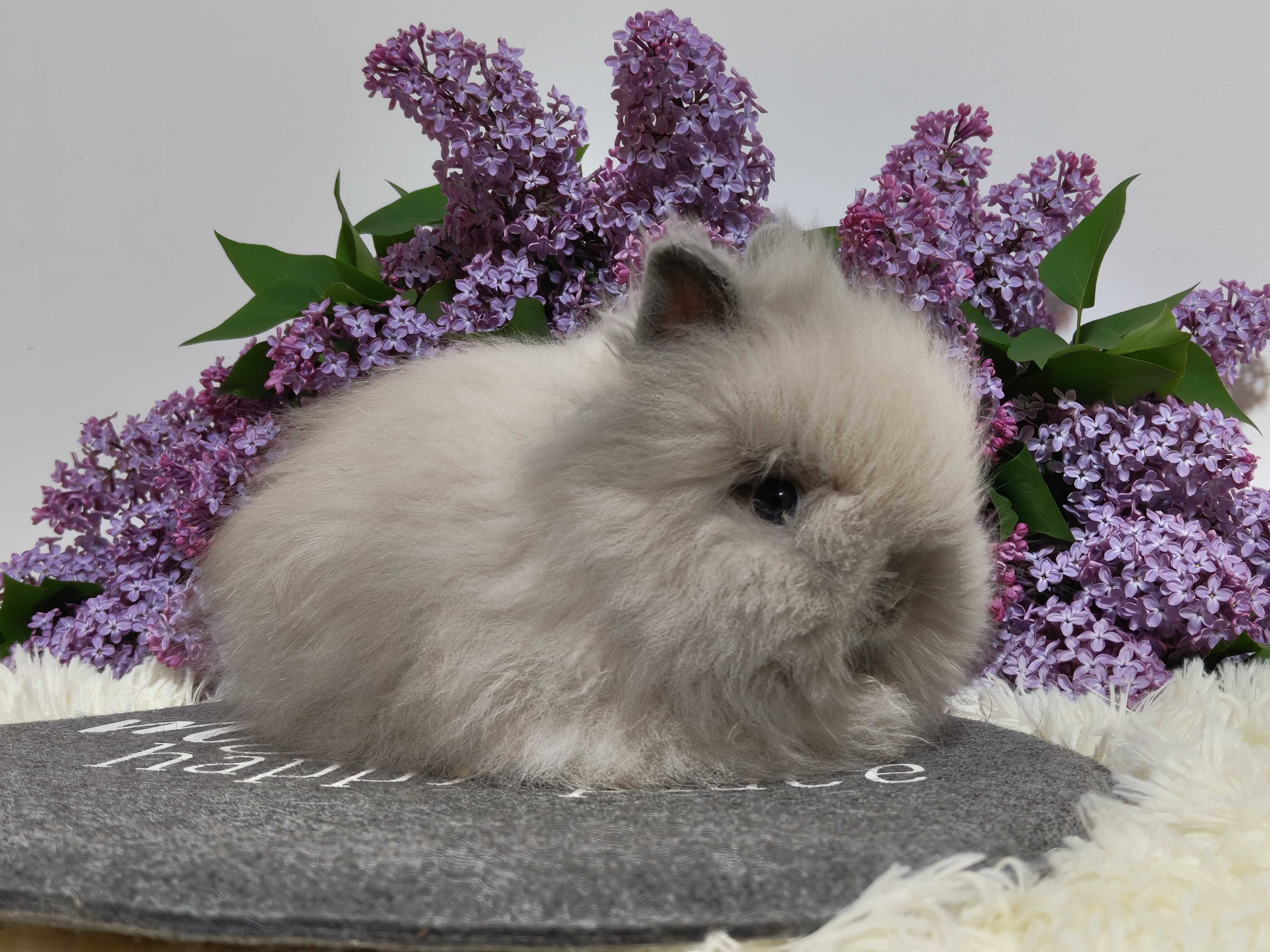Króliczki Karzełki Teddy. Piękne maluszki do rezerwacji.