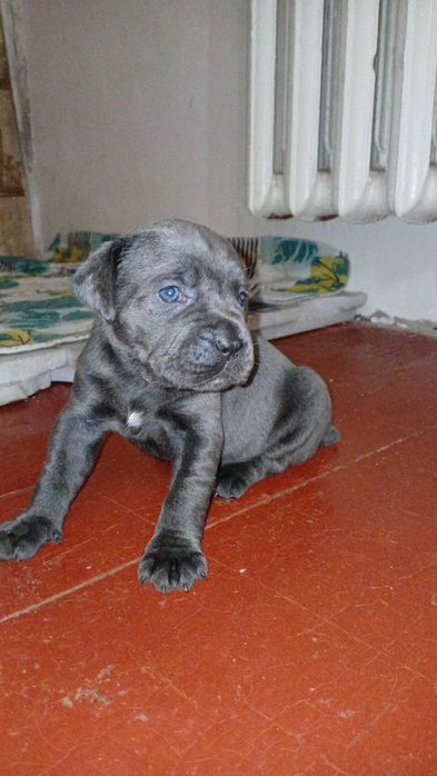 Бронювання цуценят Кане корсо