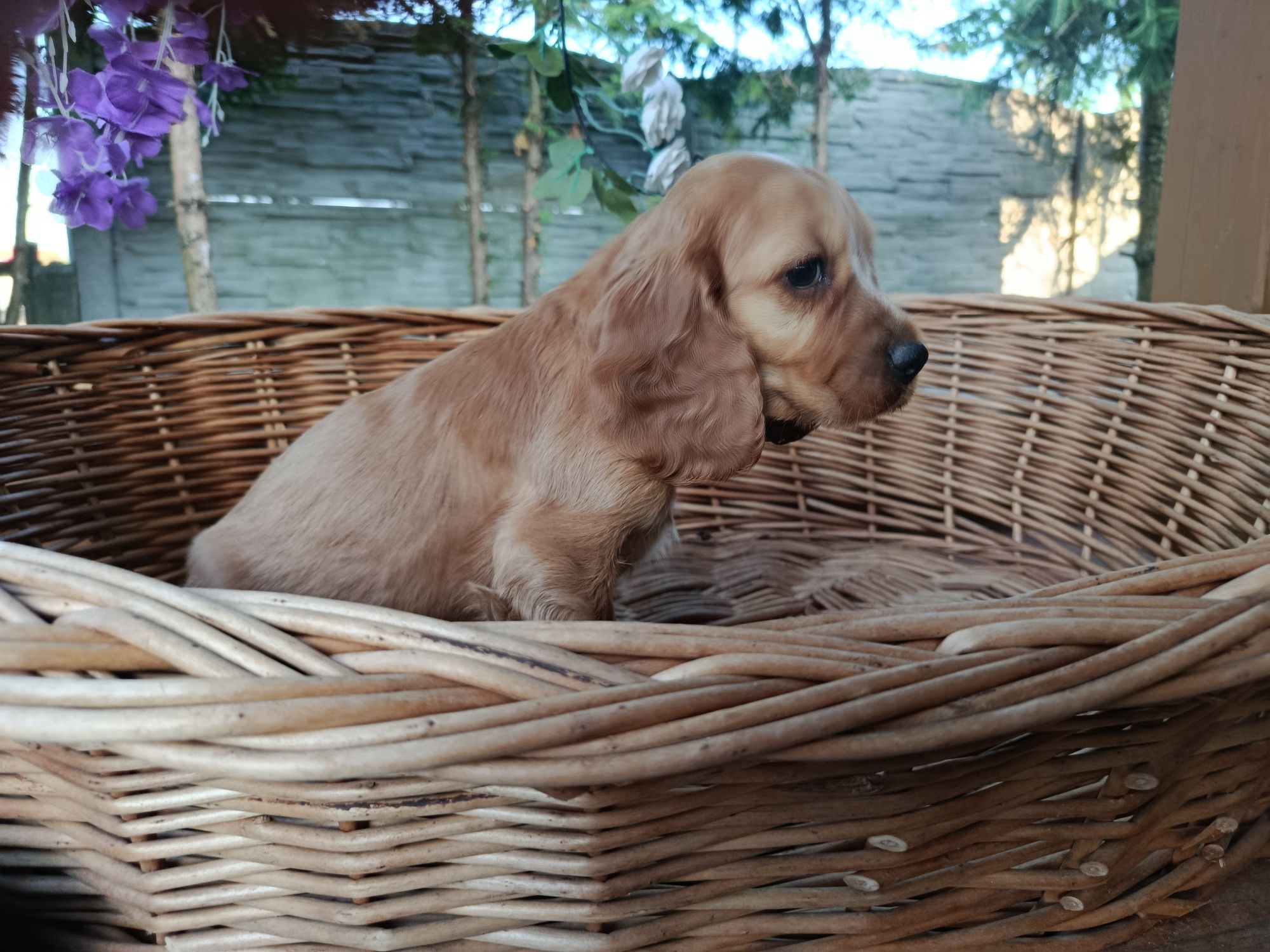 Cocker Spaniel angielski Piesek Rodowód