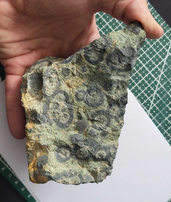 Jaspis kambaba surowy, duży, Madagaskar