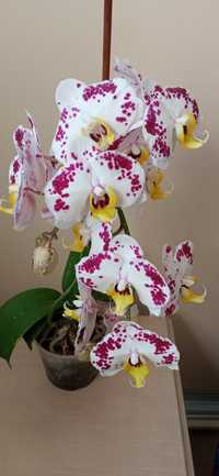 Орхідея фаленопсіс квітуча